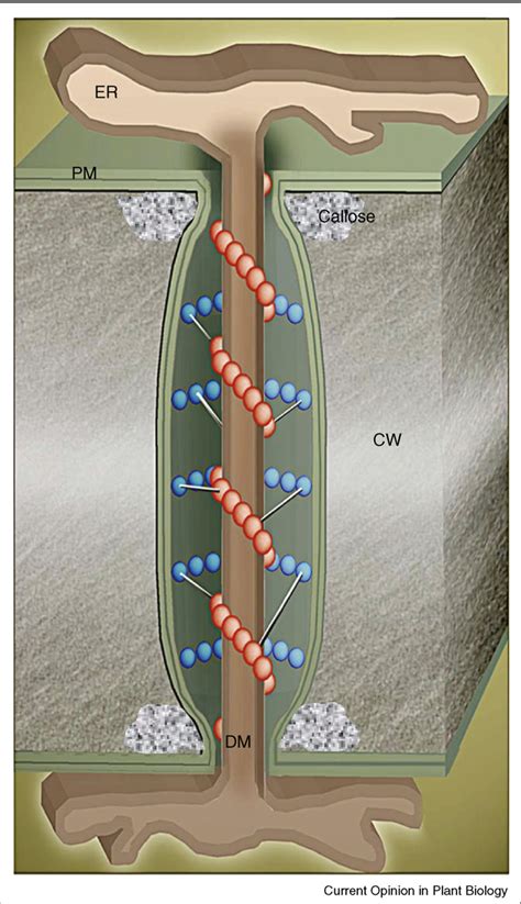 Plasmodesmata: structure, function and biogenesis. | Semantic Scholar