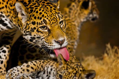 Jaguar Cubs stock photo. Image of danger, indoor, background - 29253426