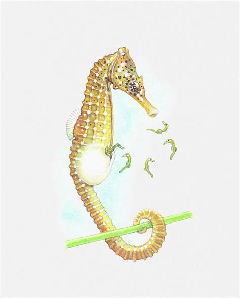 Illustration Of Seahorse Giving Birth by Dorling Kindersley