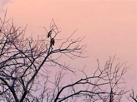 Scenes Of Red-tailed Hawks Nesting In Española Valley