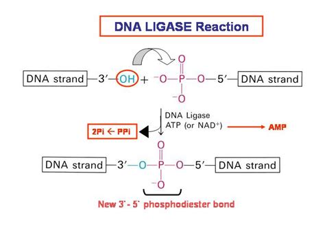 biochemistry - DNA ligase mechanism - Biology Stack Exchange