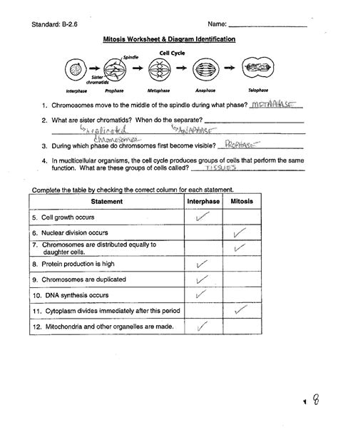 Mitosis Worksheet Diagram Identification - Worksheets For Kindergarten