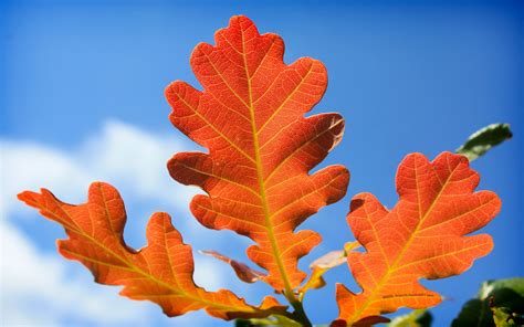 Autumn oak leaves, good outline | Oak leaves, Red oak leaf, Flower images