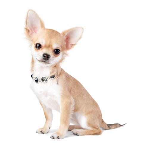 Different Types Chihuahua Breeds