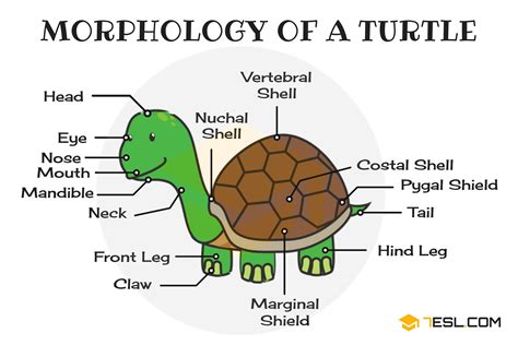 Parts Of A Turtle: Useful Turtle Anatomy With Pictures