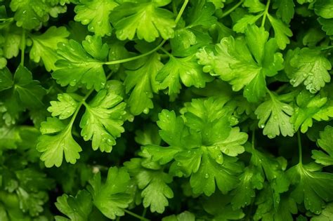 Premium AI Image | Coriander Leaves Ready for Cooking