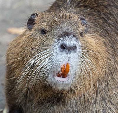 California’s Invaders: Nutria