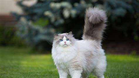 White And Gray Persian Cat Grass Green Blue Eyes 4K HD Wallpapers | HD Wallpapers | ID #31463