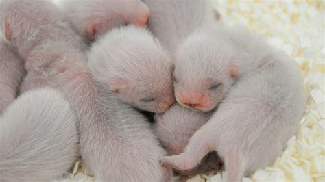 21 baby black-footed ferrets born at the Phoenix Zoo