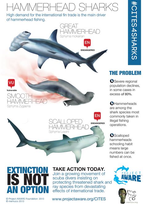 7 Fascinating Hammerhead Shark Facts