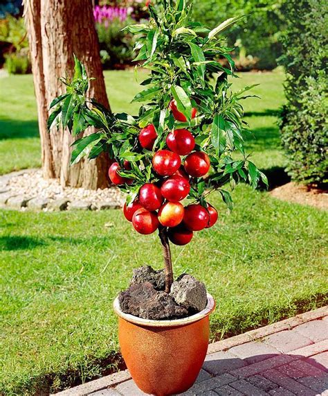 How to choose The Right Fruit tree from your local nursery | Alberi da frutto nani, Coltivare ...