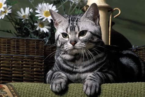 The Five Tabby Cat Patterns | Pet Friendly House