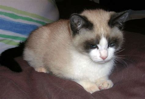 Snowshoe Siamese - Information Regarding The Snowshoe Cat | Siamese Cats And Kittens