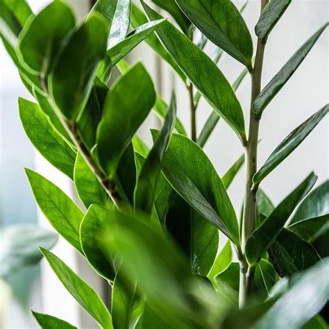 Buy fern arum Zamioculcas zamiifolia: Delivery by Waitrose Garden