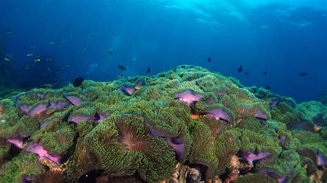 Anemone Reef · Local Dive Thailand