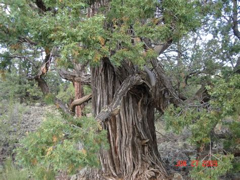 Juniper Tree Pictures, Facts On Juniper Trees