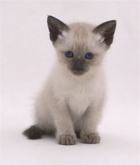 Siamese cats | Cute Cats