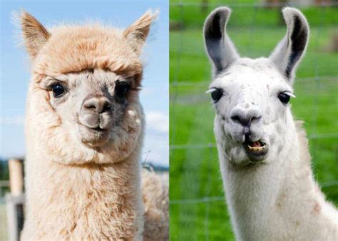 Difference Between Alpacas And Llamas