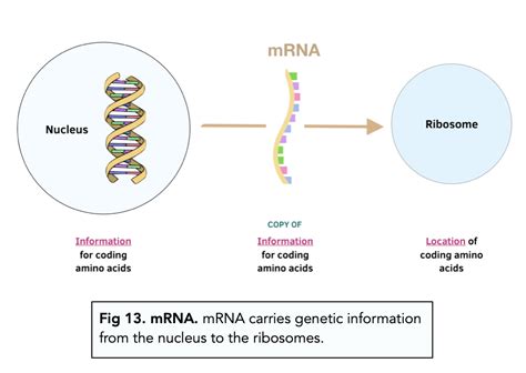 Mrna Structure And Function