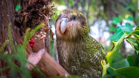 Saving the kakapo, New Zealand's 'gorgeous, hilarious' parrot - CNN