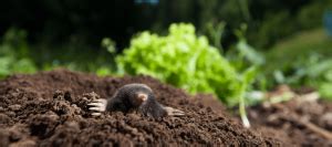 Voles Versus Moles: Which Pest Do I Have? | ABC Blog