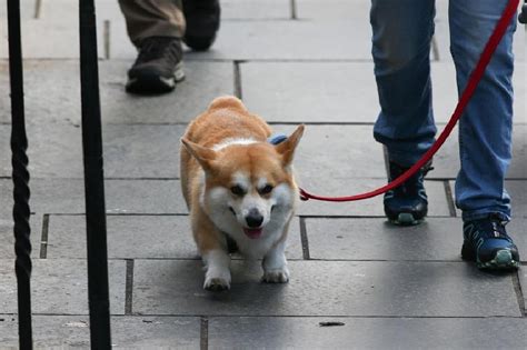 Demand for queen's favorite corgi dogs hits new high | ABS-CBN News