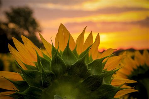 Kansas Sunflower Photo, Fine Art Flower Photography, Wall Decor, Grinter Farms Sunflowers ...