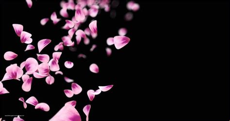 Falling Flower Petals after Effects Template Free Of Falling Rose Petals On Black Motion ...