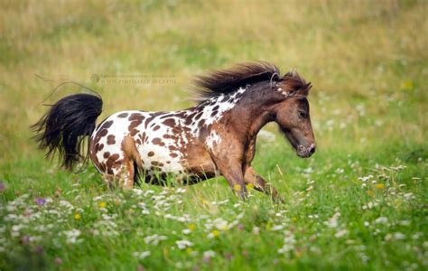 appaloosa pony | Pony breeds, Appaloosa horses, Shetland pony