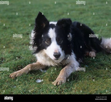 Are Welsh Sheepdog Puppies Lazy