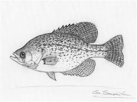 Black crappie fish drawing | Fish drawings, Drawings, Graphite drawings