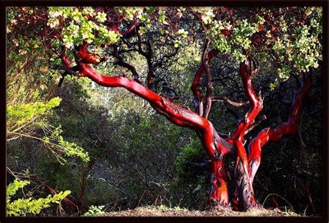 red bark tree california - Salience Vodcast Photogallery