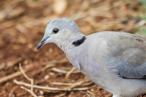 Species Profile of the Ring-Necked Dove