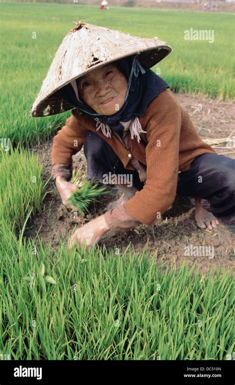 Rice field. Vietnam Stock Photo - Alamy