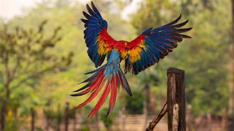 1920x1080 Macaw Flight Feathers Laptop Full HD 1080P ,HD 4k Wallpapers,Images,Backgrounds,Photos ...