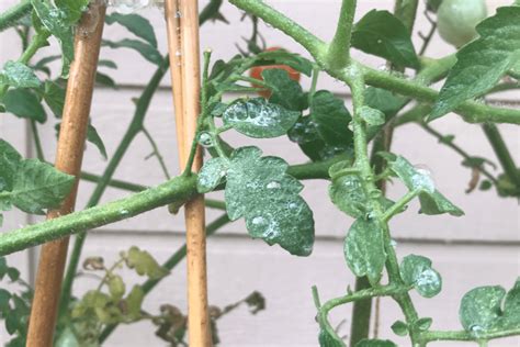 Using Neem Oil on Tomato Plants: An Easy, Step-by-Step Plan – Backyard Garden Geek