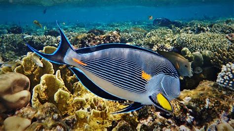 Snorkeling in Sharm El-Sheikh - Egypt - divetip.com