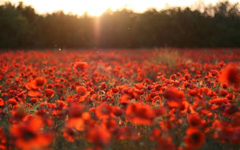 Poppy Field Background wallpaper | 2560x1600 | #27323