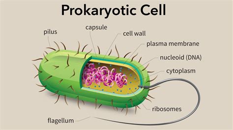 Prokaryotic Cell Structure A Visual Guide Owlcation - Riset