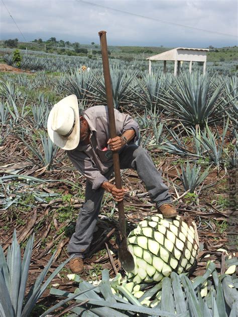 xl Giant Tequila Agave – Kens-Nursery