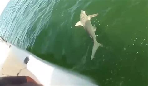 Video: Large Grouper Eats Angler's Hooked Shark | OutdoorHub