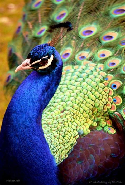 5570 best PeACoCK images on Pinterest | Peacocks, Peafowl and Peacock colors