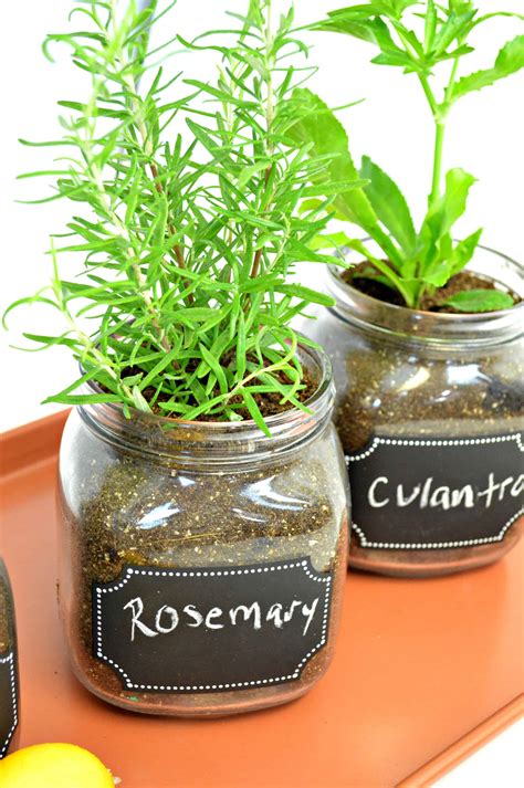 DIY Indoor Herb Garden - Easy Fun Way To Grow Fresh Herbs Indoor