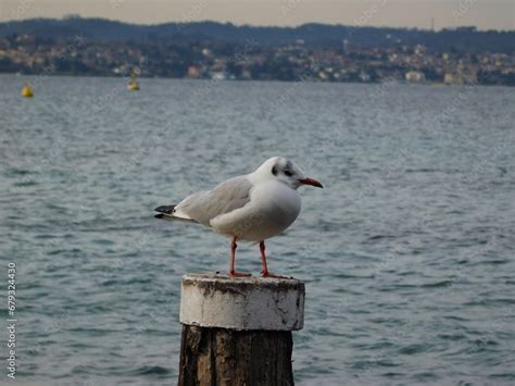 Terns are seabirds in the family Laridae in Sirmione is a resort town on the southern bank of ...