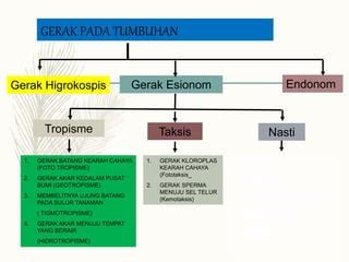 Sistem Gerak Tumbuhan | PPT