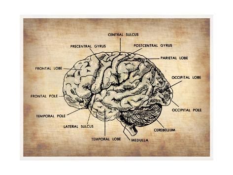 Vintage Brain Map Anatomy Prints by NaxArt at AllPosters.com