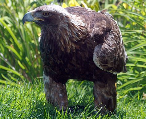 File:Golden eagle IMG 3700.JPG - Wikipedia, the free encyclopedia