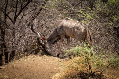 Premium Photo | Male greater kudu stands rubbing its antlers