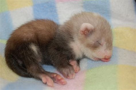 cute-baby-ferret-pic-sleeping | Baby Animal Zoo