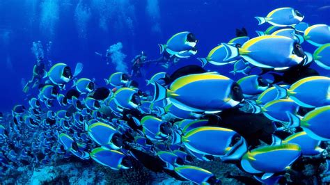 #Ocean Animals [1920 x 1080] #Hdwallpaper #wallpaper #image | Pesce tropicale, Pesce, Animali ...